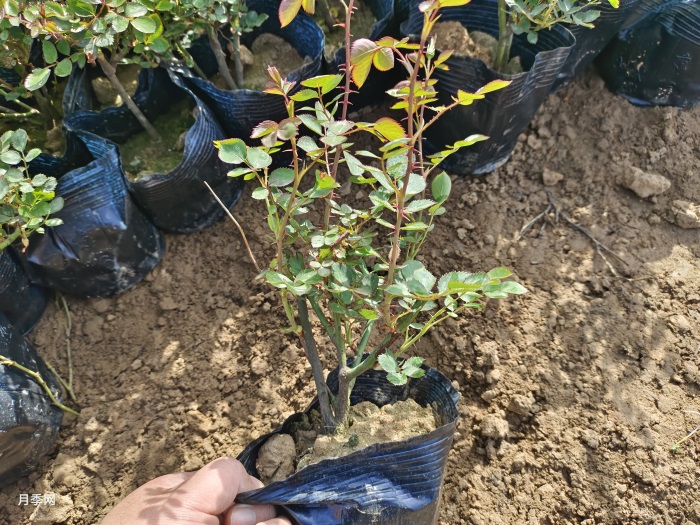 河南龙源风景园林建设有限公司