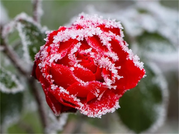 禹州市金豫迷迭香种植合作社(图1)