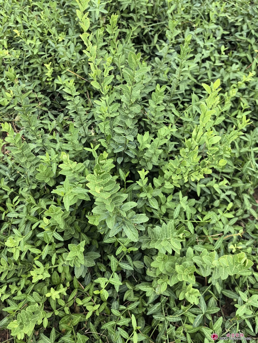 扶芳藤的品种特性和园林应用绿化苗木(图2)