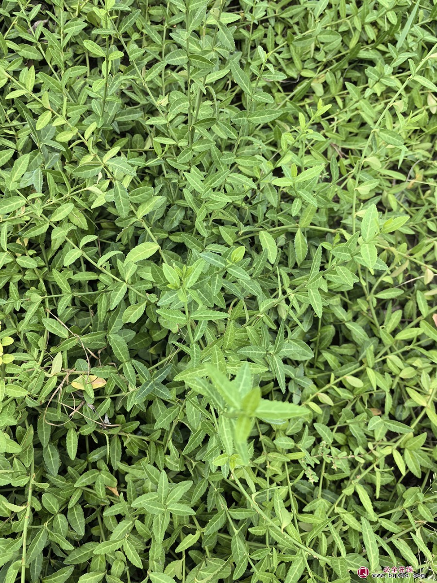 扶芳藤的品种特性和园林应用绿化苗木(图1)