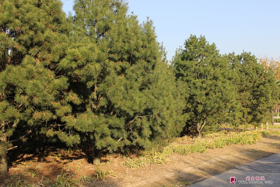 白皮松在城市园林中的价值与应用绿化苗木(图1) 白皮松在城市园林中的价值与应用绿化苗木(图1)