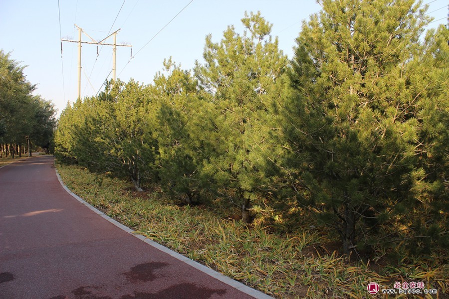 白皮松在城市园林中的价值与应用绿化苗木(图2) 白皮松在城市园林中的价值与应用绿化苗木(图2)