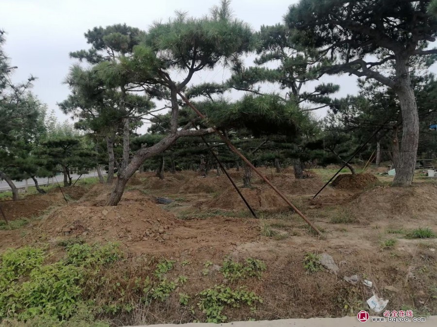 大型造型黑松移栽后注意事项绿化苗木 大型造型黑松移栽后注意事项绿化苗木