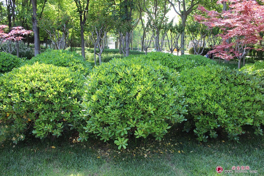 海棠球的园林植物配置绿化苗木(图1)