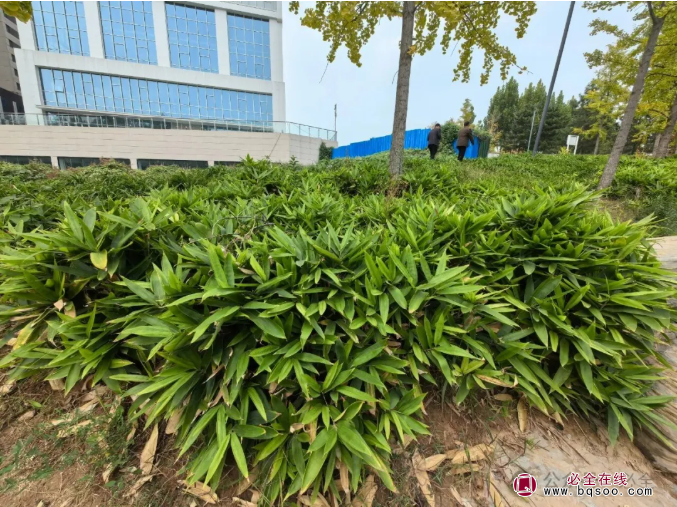 箬竹的经典配置范式与应用场景绿化苗木(图1) 箬竹的经典配置范式与应用场景绿化苗木(图1)