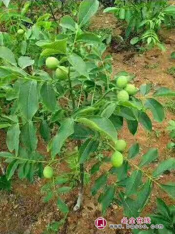 核桃苗不同月份是如何喷药绿化苗木(图1) 核桃苗不同月份是如何喷药绿化苗木(图1)