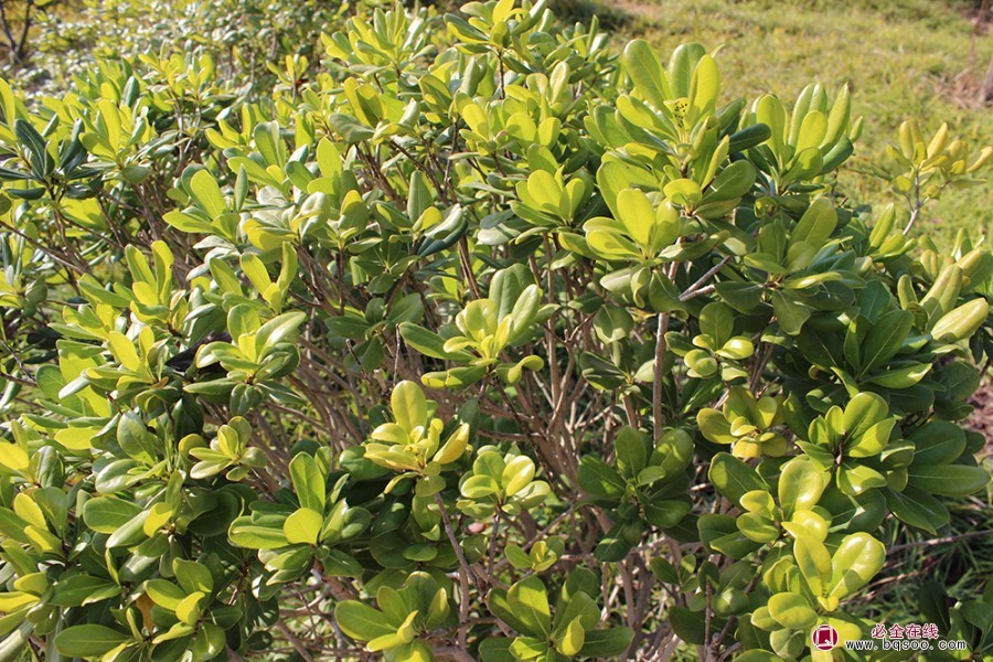 海棠球的园林应用和生态价值绿化苗木(图1) 海棠球的园林应用和生态价值绿化苗木(图1)