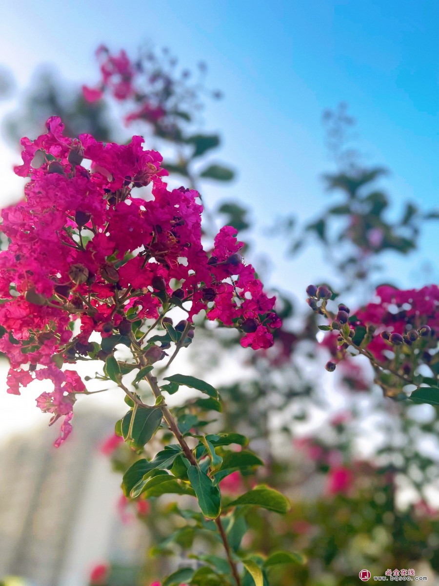 紫薇造景搭档图鉴:这样配植,让百日红全年C位不孤单!绿化苗木(图1) 紫薇造景搭档图鉴:这样配植,让百日红全年C位不孤单!绿化苗木(图1)