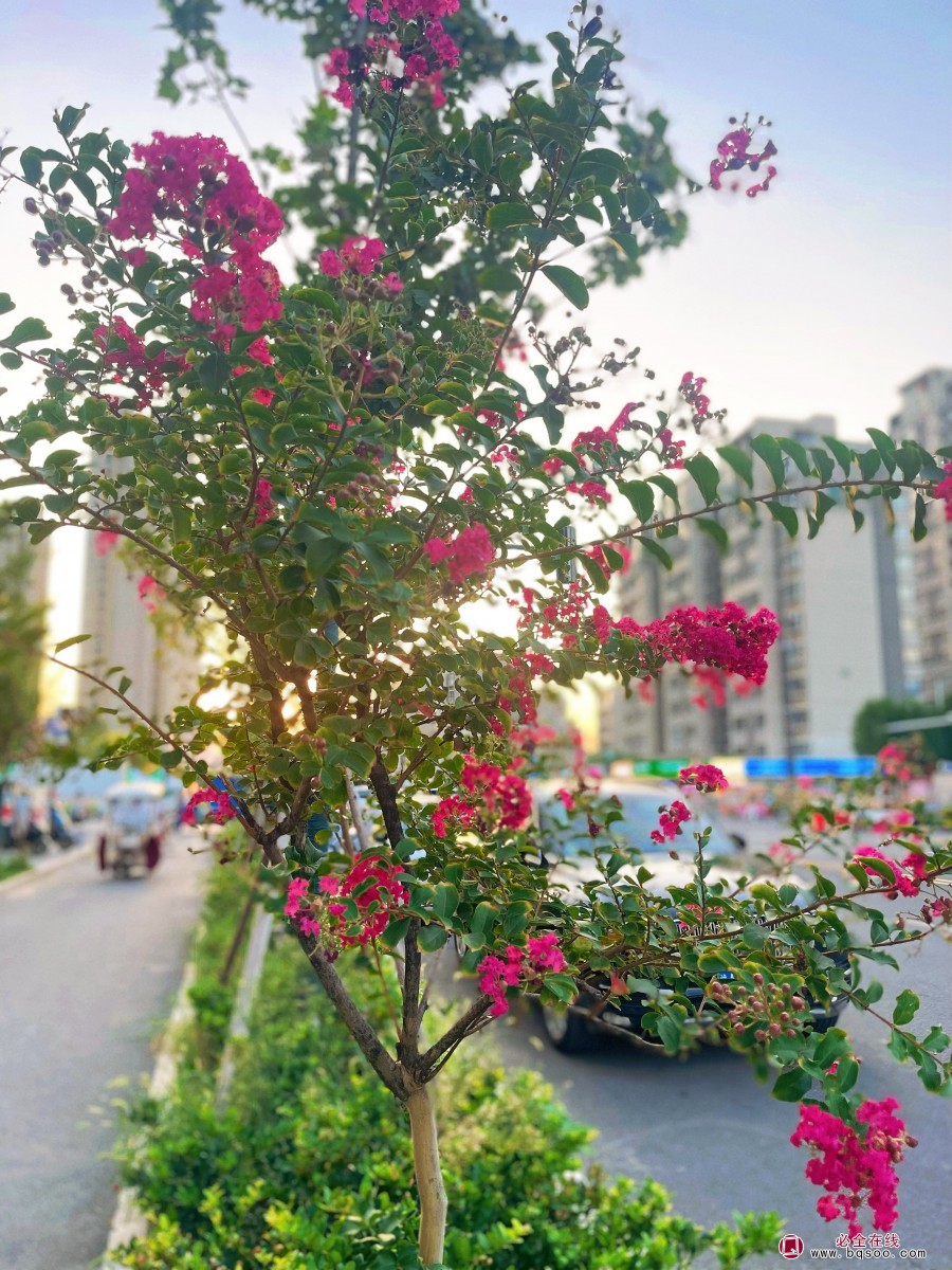 紫薇造景搭档图鉴:这样配植,让百日红全年C位不孤单!绿化苗木(图2) 紫薇造景搭档图鉴:这样配植,让百日红全年C位不孤单!绿化苗木(图2)