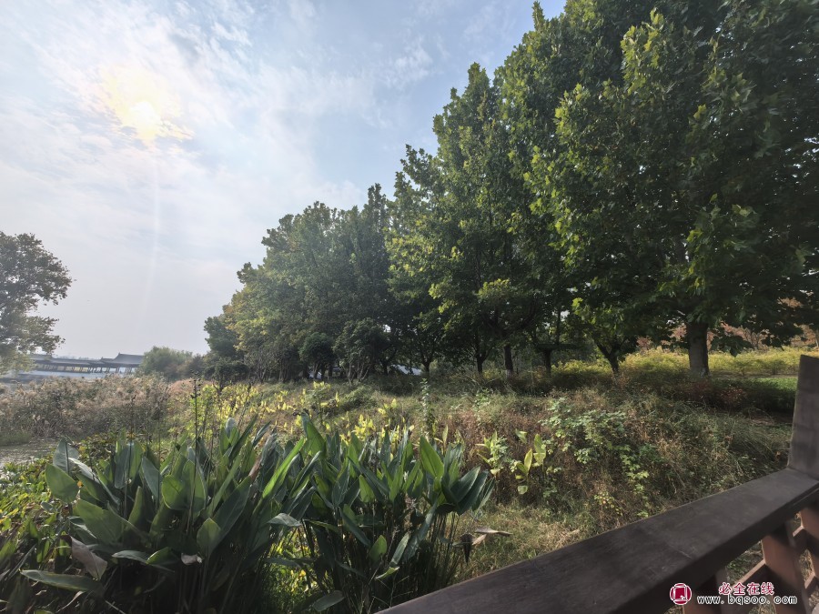 再力花对河道净化功能和生态价值绿化苗木(图1) 再力花对河道净化功能和生态价值绿化苗木(图1)