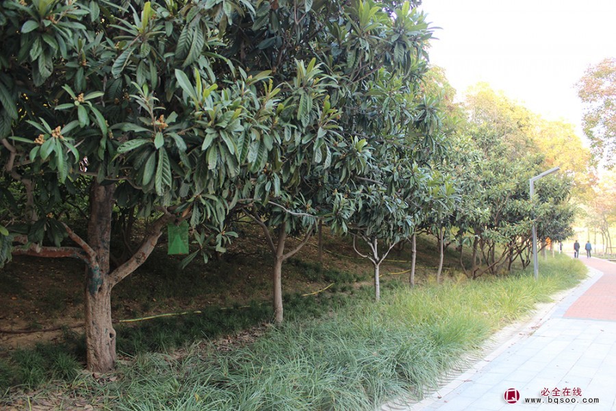 枇杷树在园林造景的植物配置绿化苗木(图1)