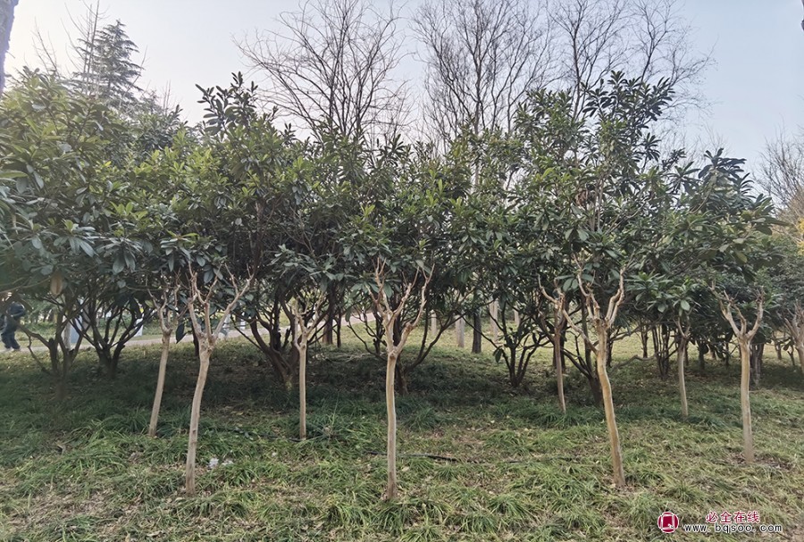 枇杷树在园林造景的植物配置绿化苗木(图2)