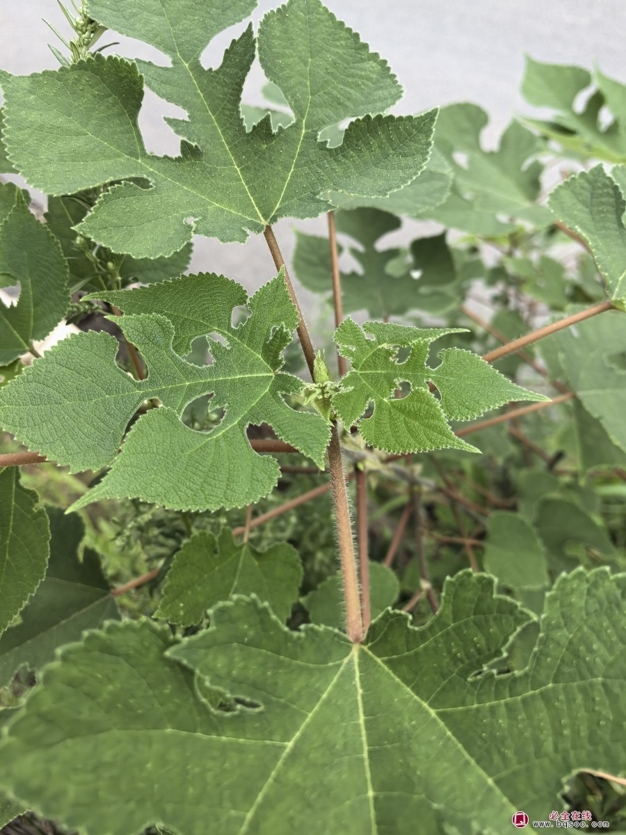 构树的特性适应性和广泛的利用价值绿化苗木(图1) 构树的特性适应性和广泛的利用价值绿化苗木(图1)