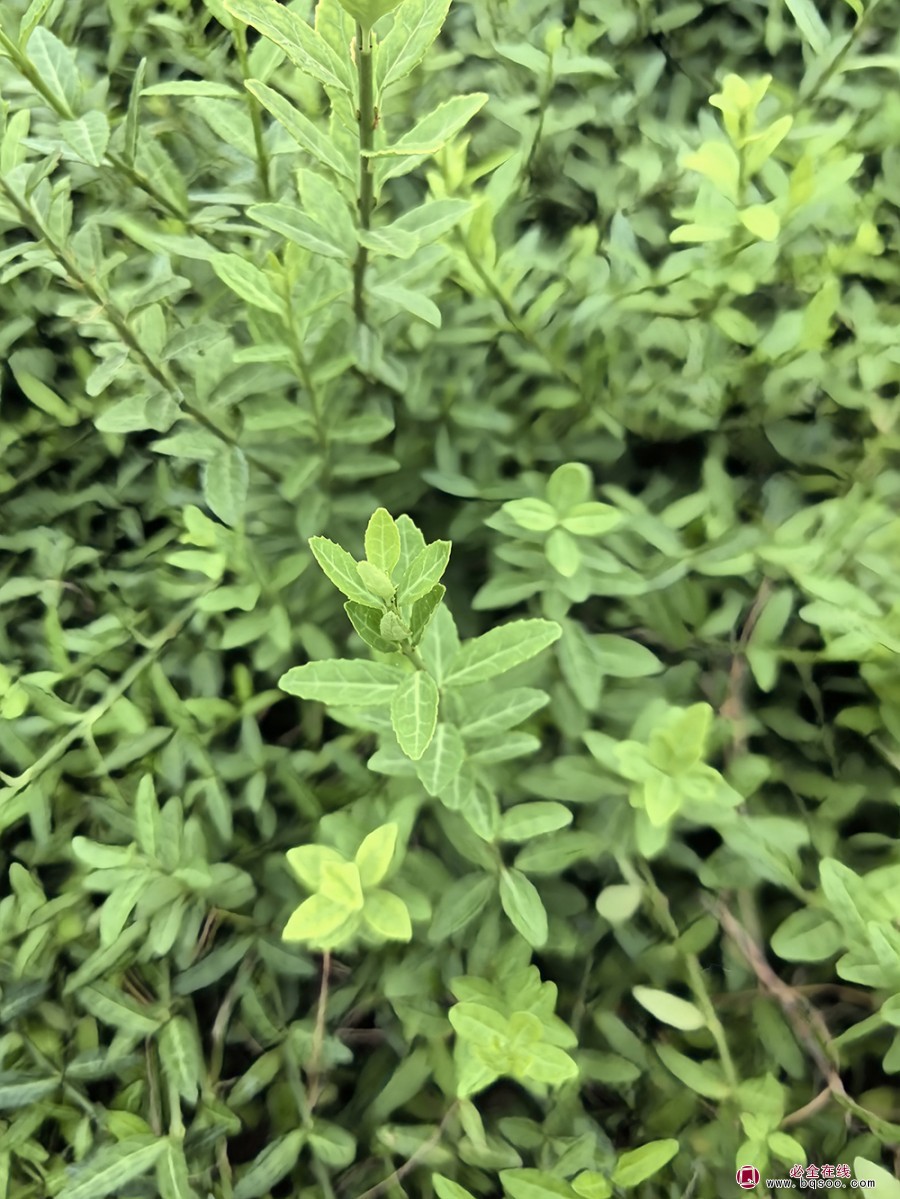扶芳藤园林造景中的植物配置黄金法则绿化苗木(图1) 扶芳藤园林造景中的植物配置黄金法则绿化苗木(图1)