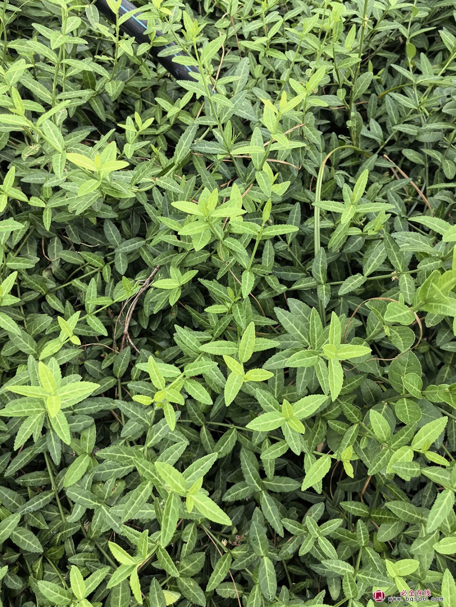 扶芳藤园林造景中的植物配置黄金法则绿化苗木(图2) 扶芳藤园林造景中的植物配置黄金法则绿化苗木(图2)