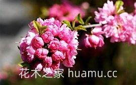 榆叶梅是什么季节开(图1) 榆叶梅是什么季节开(图1)