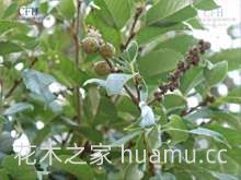 苦槠的栽培技术，抚育管理及病虫防治(图1)