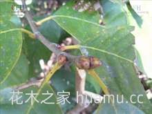 苦槠的栽培技术，抚育管理及病虫防治(图2)