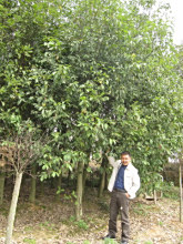 苦槠的栽培技术，抚育管理及病虫防治(图3)