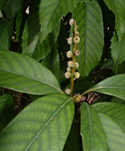 苦槠的栽培技术，抚育管理及病虫防治(图4)