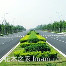 金叶女贞的病虫防治(图1)