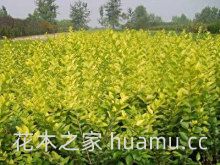 金叶女贞的病虫防治(图2)