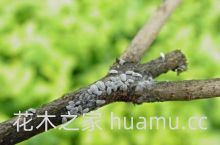 金叶女贞的病虫防治(图3)