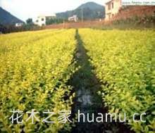 金叶女贞的栽培方式,及繁殖方法(图2) 金叶女贞的栽培方式,及繁殖方法(图2)