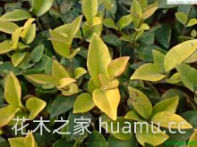 金叶女贞的栽培方式,及繁殖方法(图3) 金叶女贞的栽培方式,及繁殖方法(图3)