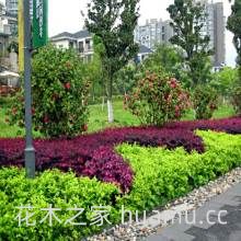 金叶女贞的栽培方式，及繁殖方法(图5)