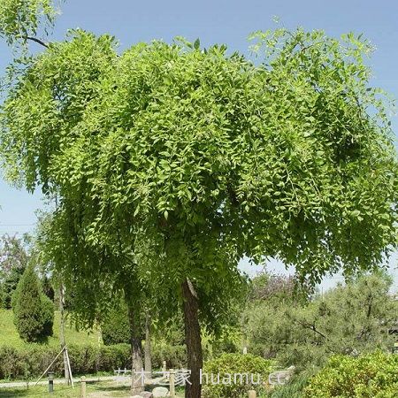 龙爪槐 龙爪槐的养殖方法及注意事项(图1)