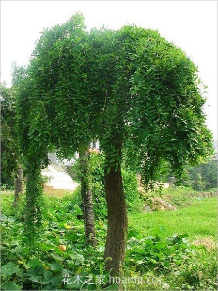龙爪槐植株 龙爪槐的养殖方法及注意事项(图2)