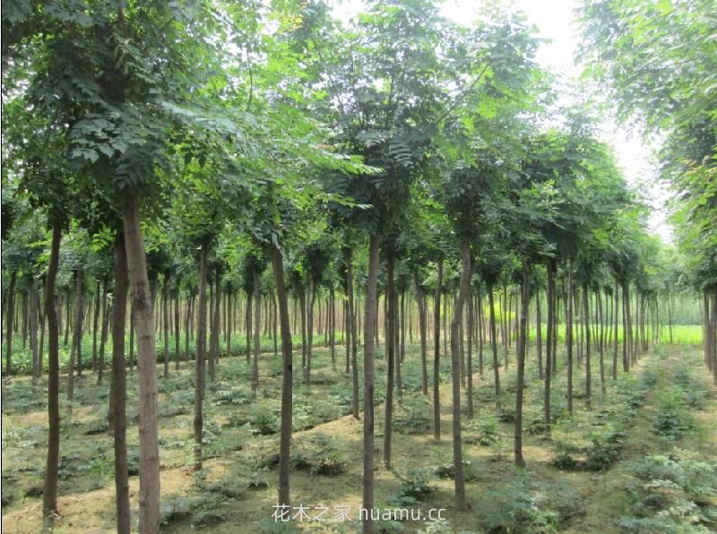 春季苗圃养护措施大全(图1)