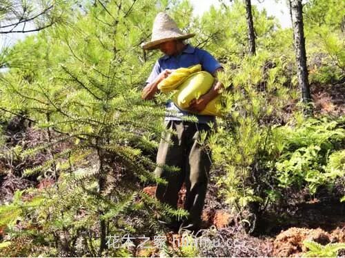 春季苗圃养护措施大全(图2)