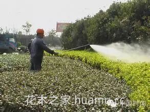 春季苗圃养护措施大全(图3)