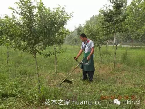 春季苗圃养护措施大全(图4)