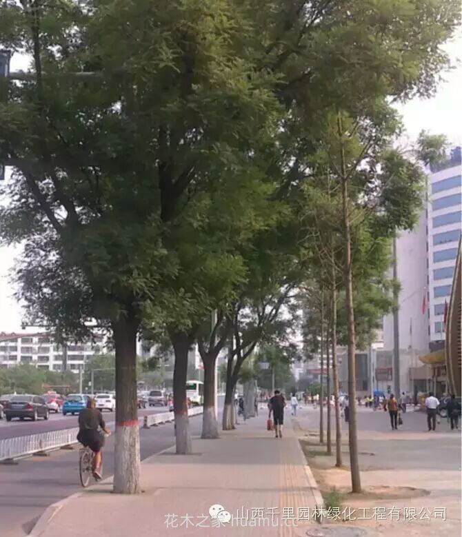 园林绿地养护问题的主要影响因素(图1) 园林绿地养护问题的主要影响因素(图1)