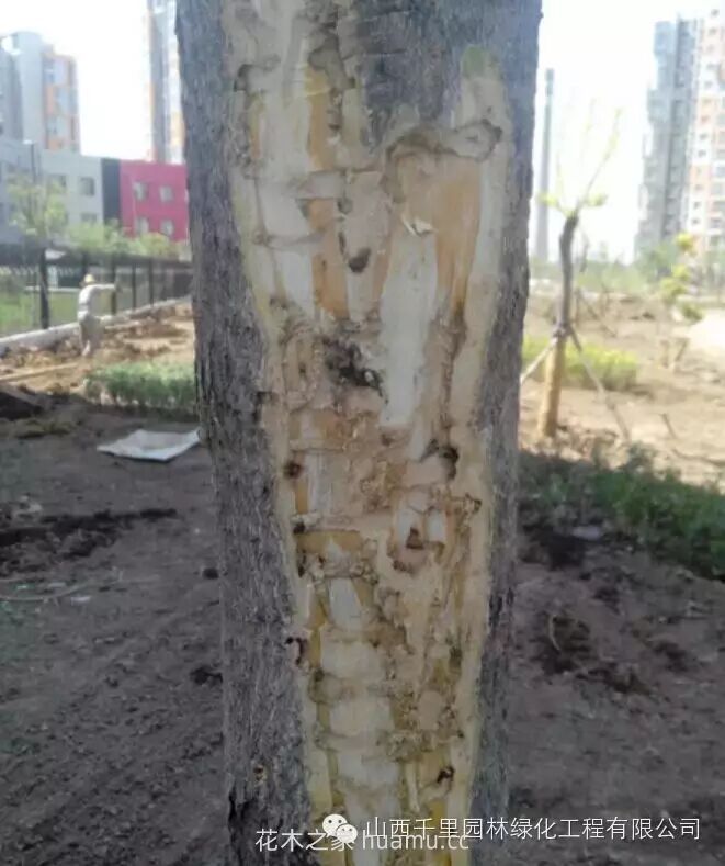 园林绿地养护问题的主要影响因素(图3) 园林绿地养护问题的主要影响因素(图3)