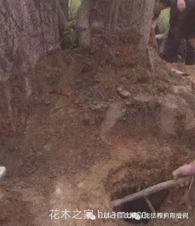 园林绿地养护问题的主要影响因素(图4) 园林绿地养护问题的主要影响因素(图4)