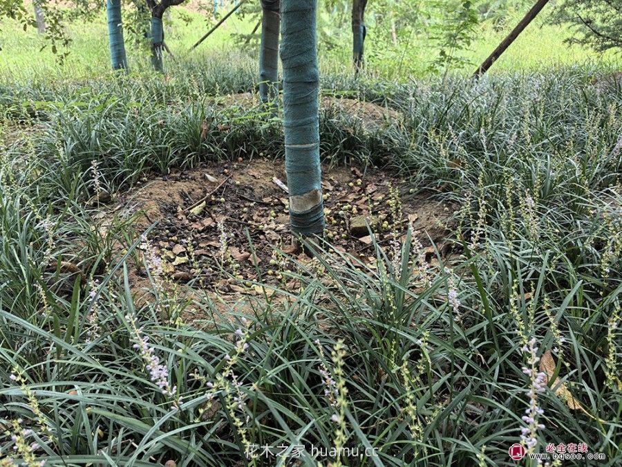 麦冬草品种应用指南与市场前景揭秘(图1) 麦冬草品种应用指南与市场前景揭秘(图1)