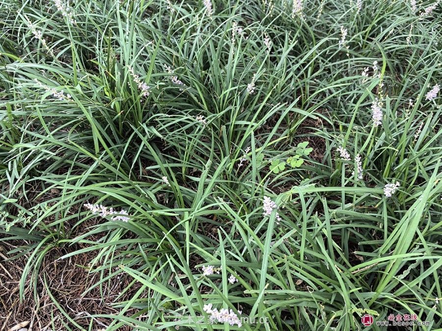 麦冬草品种应用指南与市场前景揭秘(图2) 麦冬草品种应用指南与市场前景揭秘(图2)