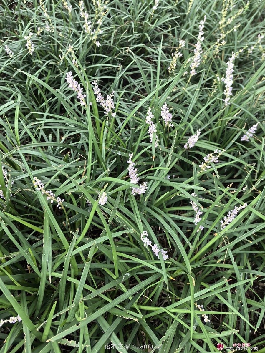 麦冬草在园林造景中的植物配置艺术(图1) 麦冬草在园林造景中的植物配置艺术(图1)