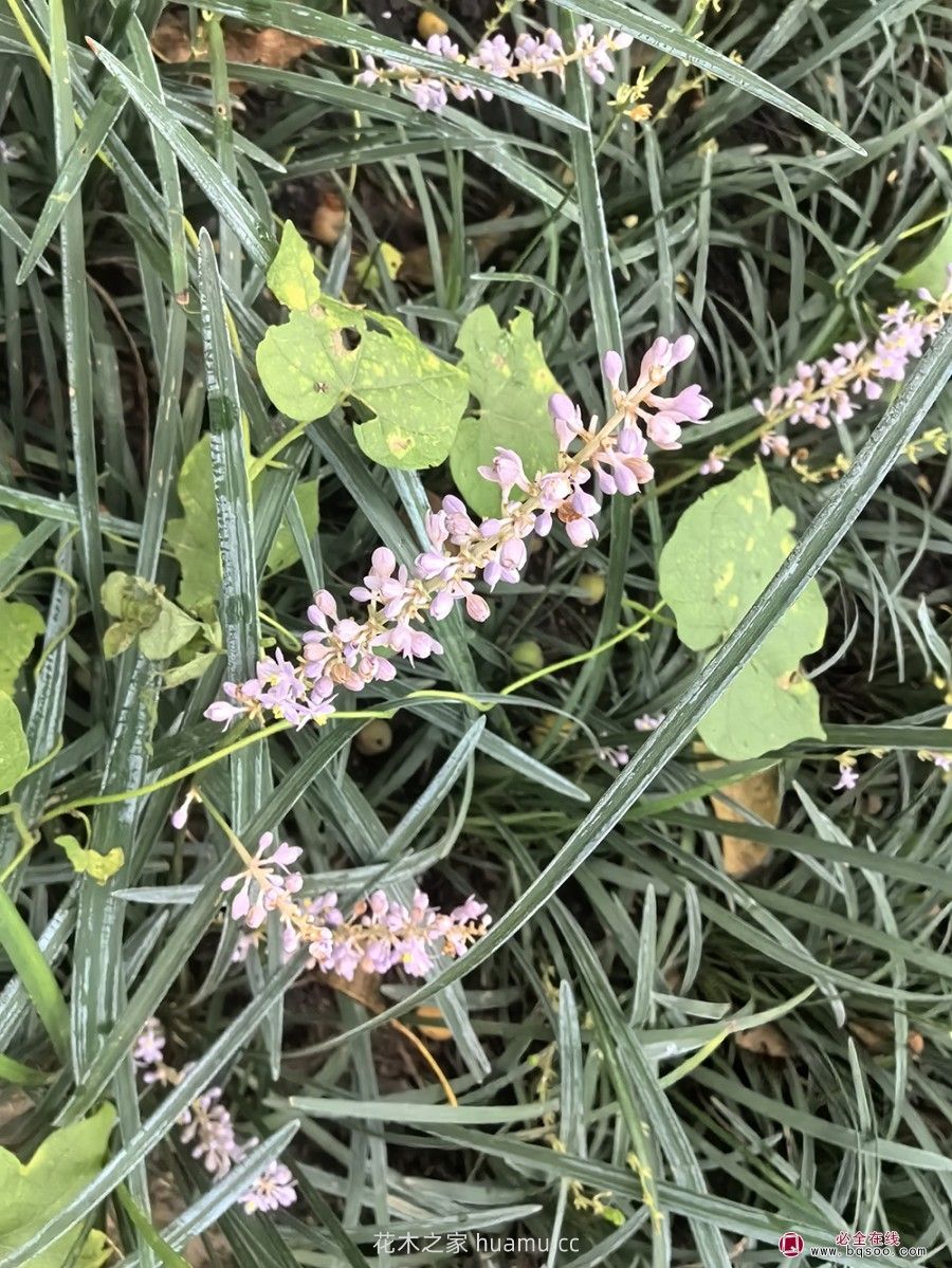 麦冬草在园林造景中的植物配置艺术(图2) 麦冬草在园林造景中的植物配置艺术(图2)