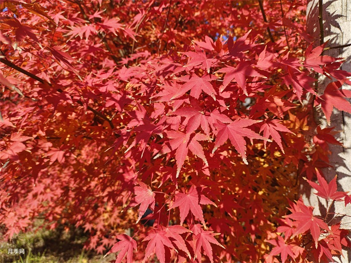 美国红枫有经济意义吗? 美国红枫有经济意义吗?