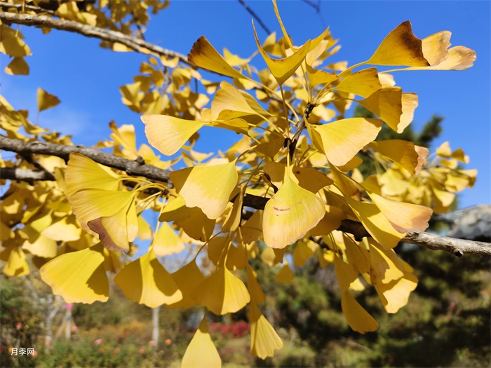 山东银杏树产地，山东主要银杏树苗木基地