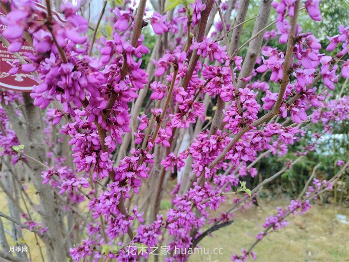 巨紫荆繁殖栽培及高位换种紫叶加拿大紫荆绿化苗木(图1) 巨紫荆繁殖栽培及高位换种紫叶加拿大紫荆绿化苗木(图1)
