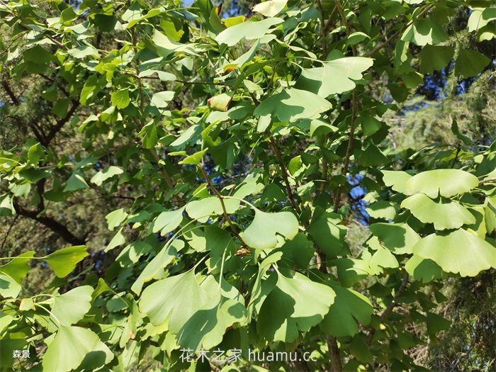 银杏树图片,银杏树简介 银杏树图片,银杏树简介