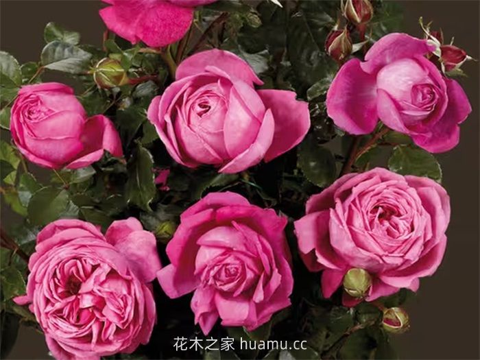 花卉苗木的四季养护要点 花卉苗木的四季养护要点