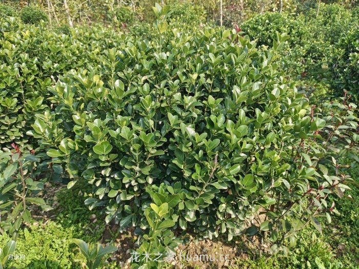 大叶黄杨绿篱的修剪方法 大叶黄杨绿篱的修剪方法