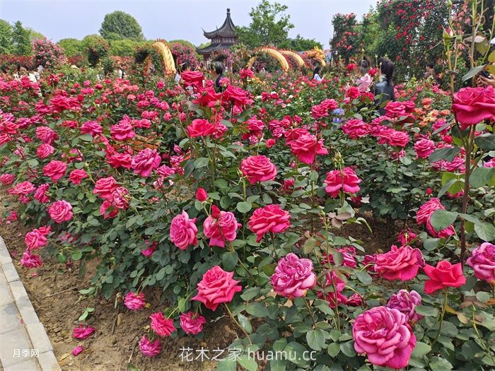 园林花灌木修剪技术要点 园林花灌木修剪技术要点